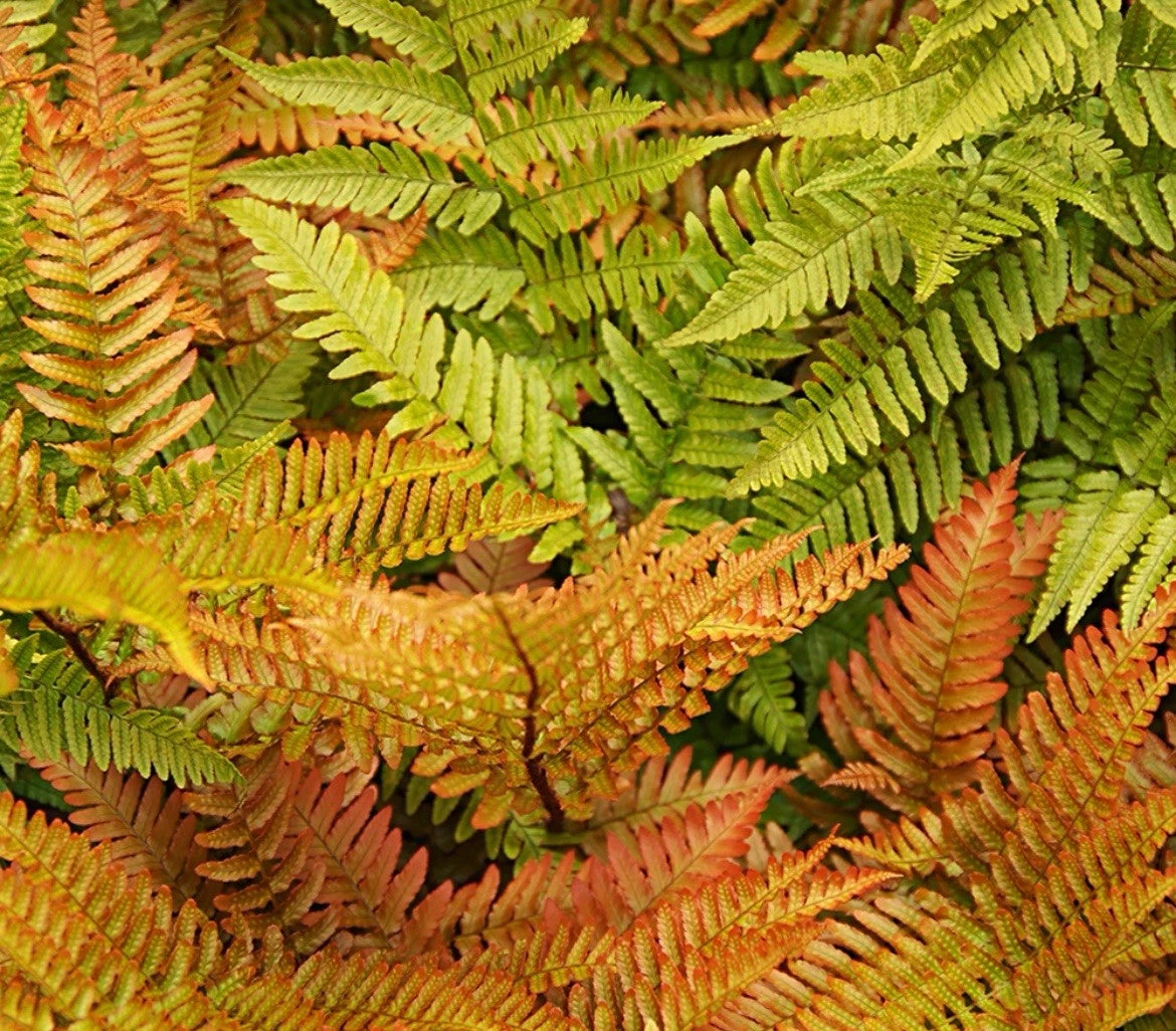 2 x 9cm Pot Dryopteris Erythrosora Fern