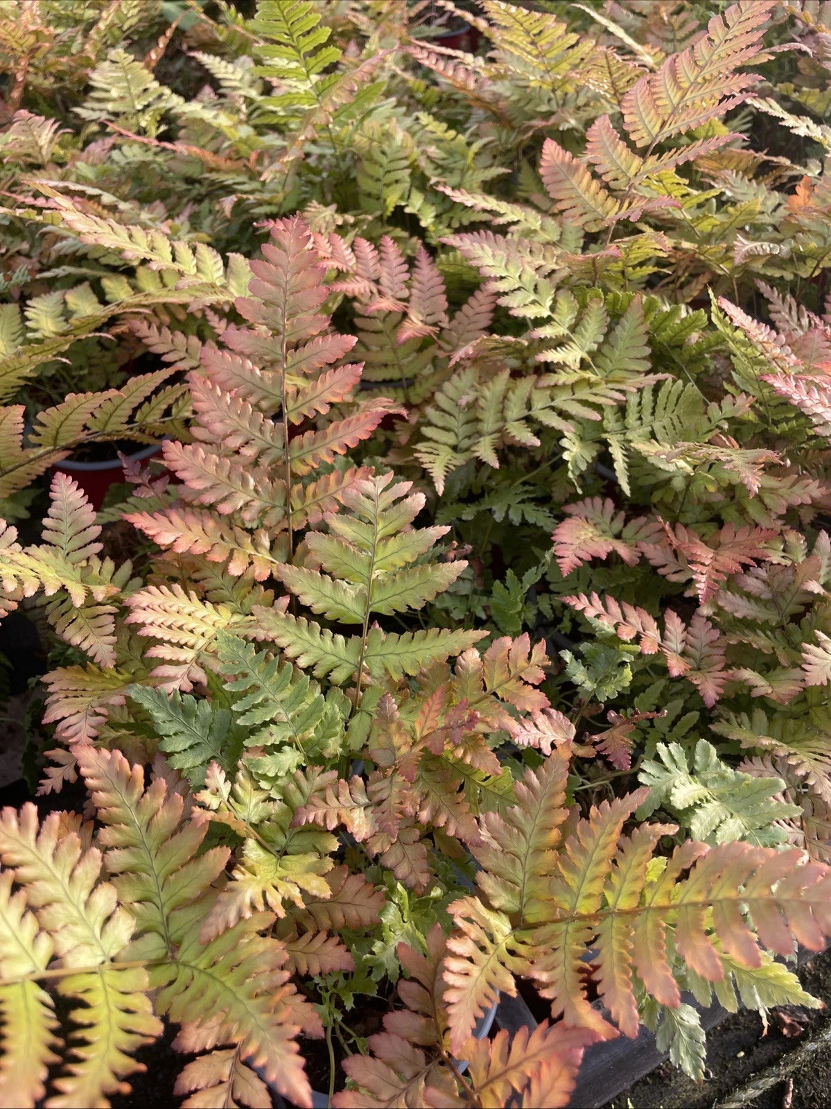 2 x 9cm Pot Dryopteris Erythrosora Fern