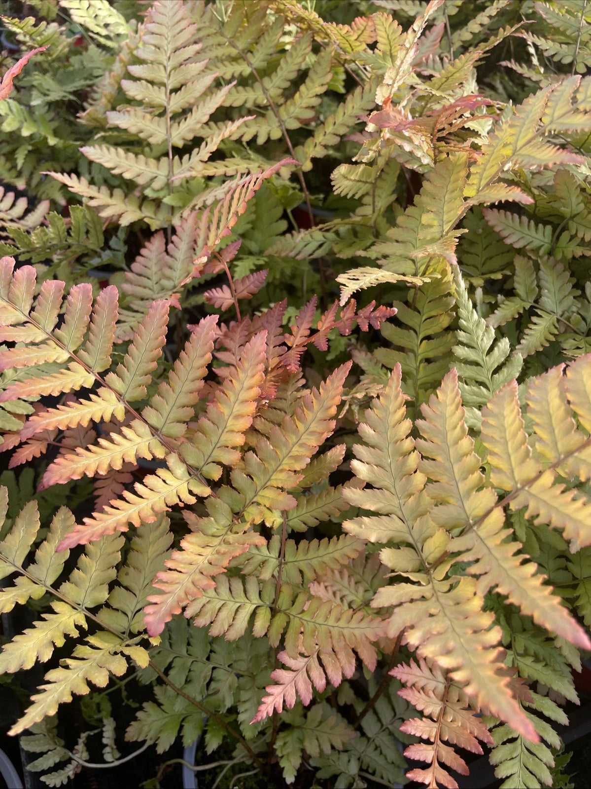 2 x 9cm Pot Dryopteris Erythrosora Fern