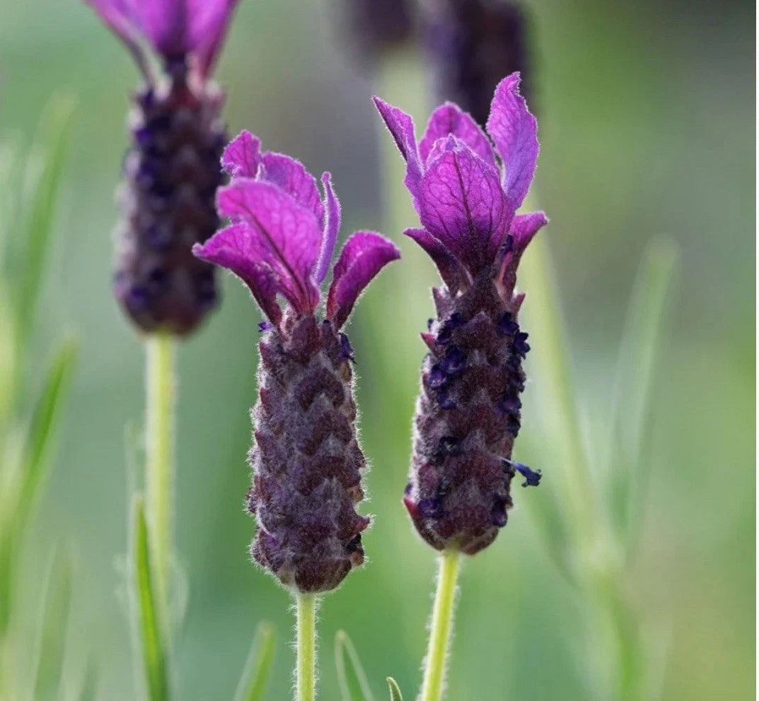 2 x 1L Lavender French Bandera Deep Purple Lavender Pot Plants to your door