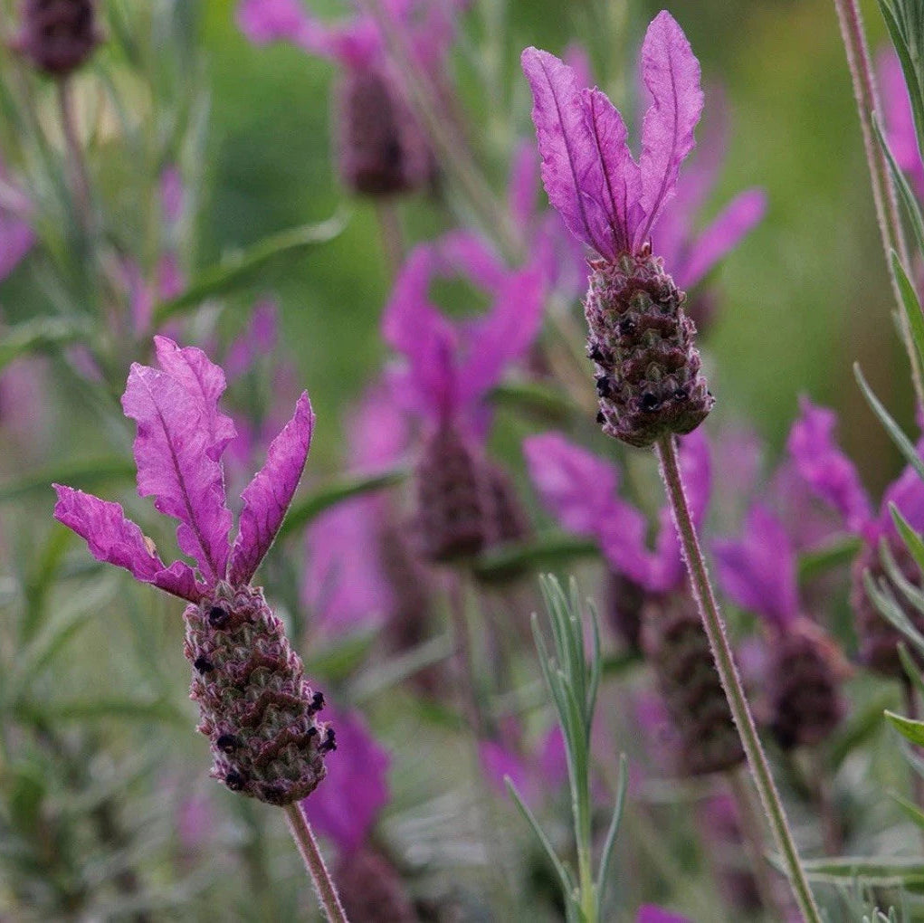 2 x 1L Lavender French Bandera Deep Purple Lavender Pot Plants to your door