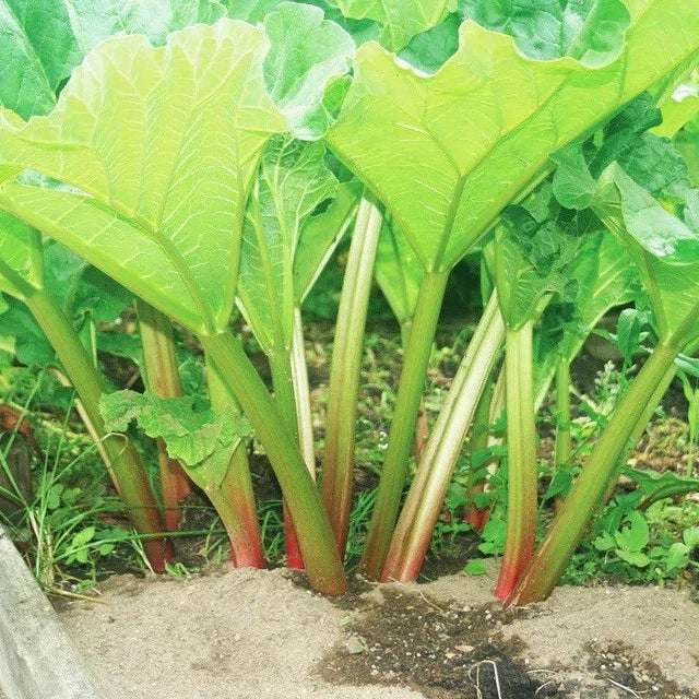 2 x Rhubarb Victoria - 9cm pot - Ready to plant