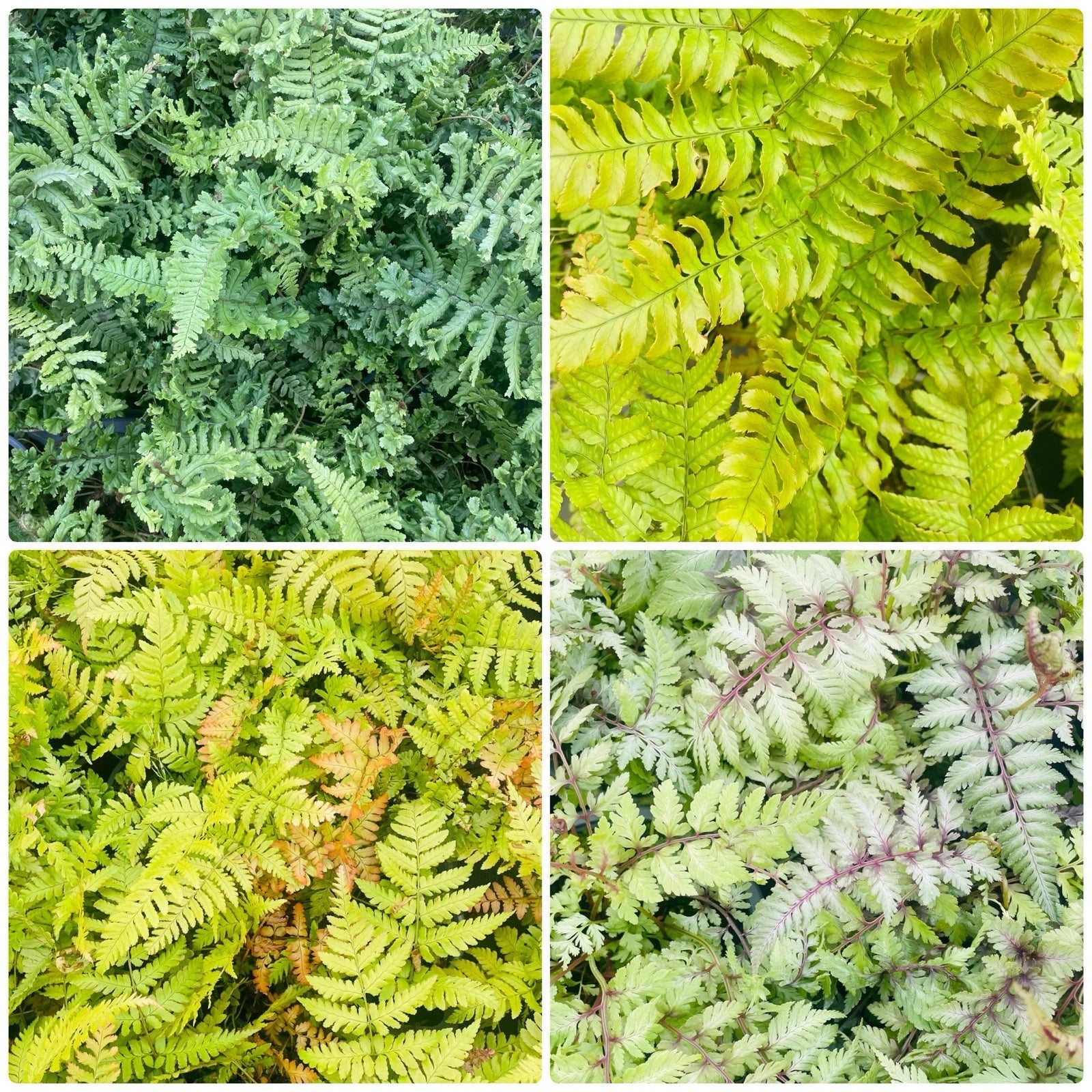 4 x Fern Plant Mix in 9cm Pots - Ready to Plant Outdoor Ferns - Mixed Varieties