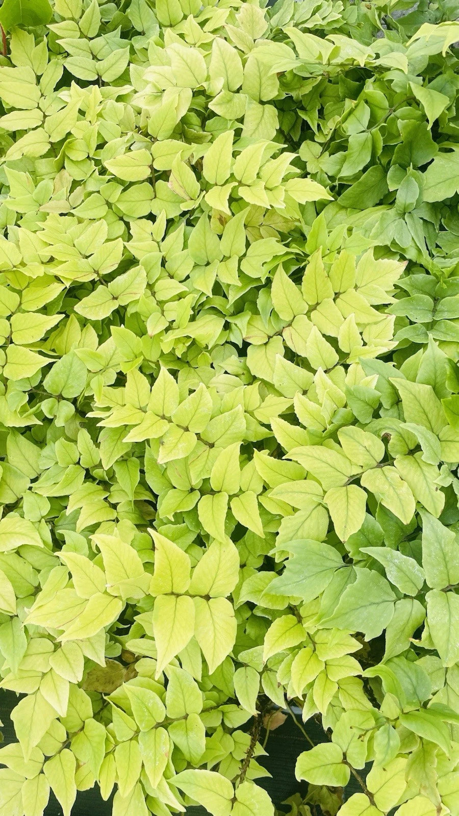 4 x Fern Plant Mix in 9cm Pots - Ready to Plant Outdoor Ferns - Mixed Varieties