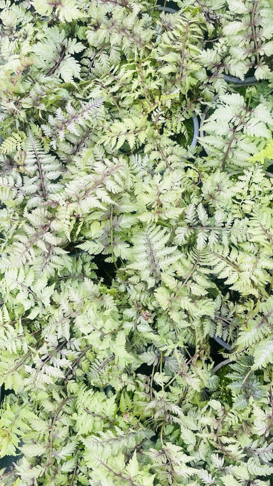 4 x Fern Plant Mix in 9cm Pots - Ready to Plant Outdoor Ferns - Mixed Varieties