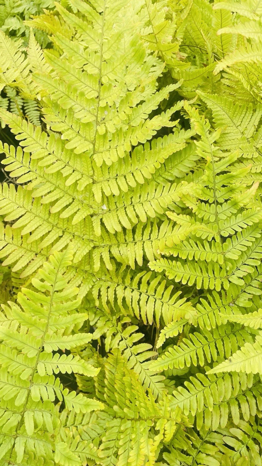 4 x Fern Plant Mix in 9cm Pots - Ready to Plant Outdoor Ferns - Mixed Varieties