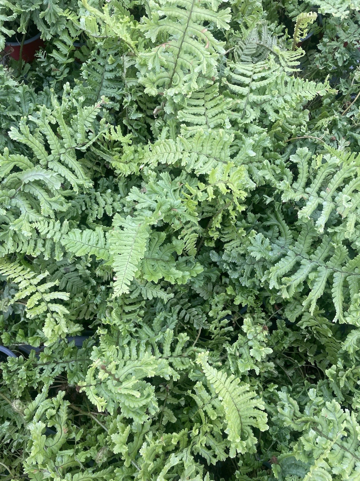 4 x Fern Plant Mix in 9cm Pots - Ready to Plant Outdoor Ferns - Mixed Varieties