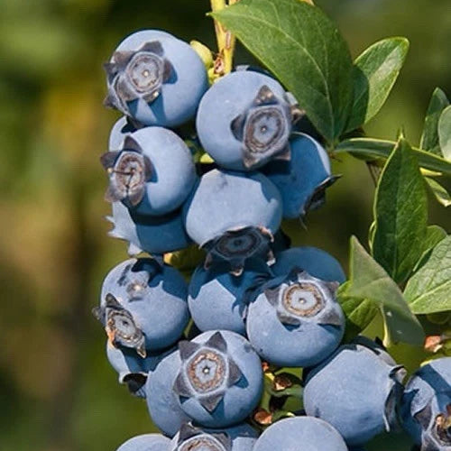 2 x ‘Star’ Evergreen Blueberry Plants – Heavy Cropper, 9cm Pots