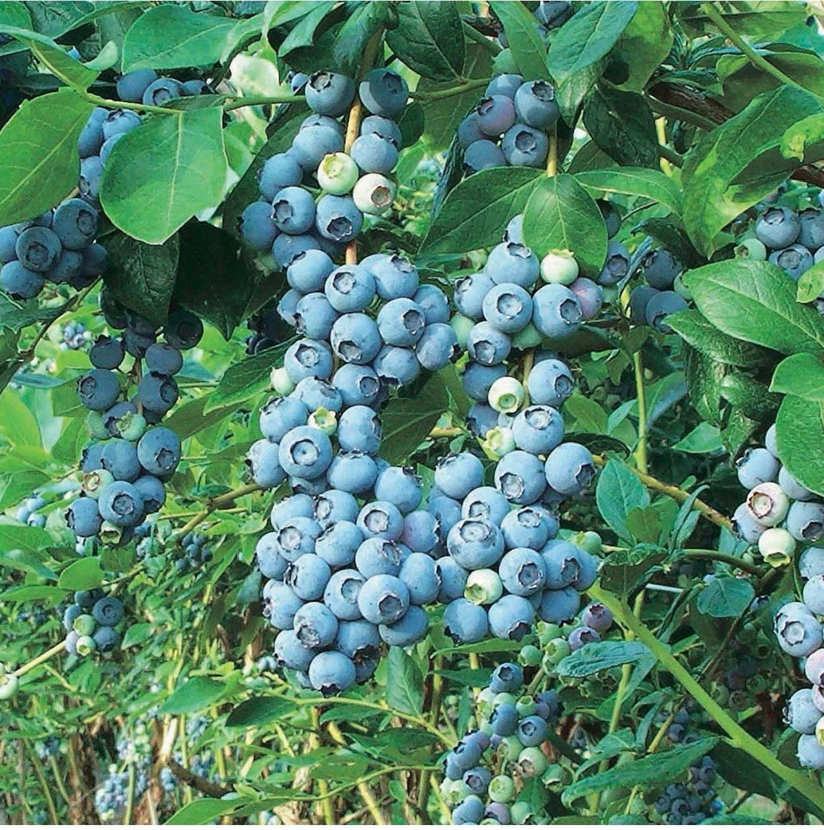 Bluegold Blueberry Plant (1L Pot) – Compact, Heavy-Cropping Variety
