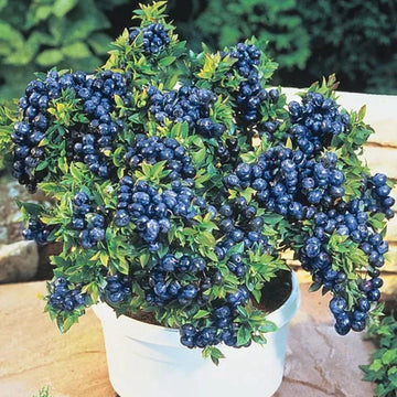 Blueberry Plant Top Hat' - Vaccinium Bushes in 1L Pot - High Yielding