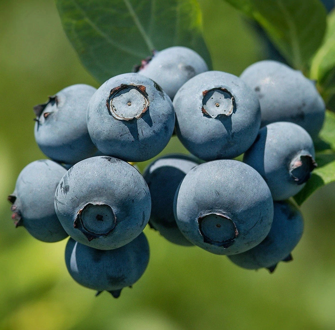 Bluegold Blueberry Plant (1L Pot) – Compact, Heavy-Cropping Variety