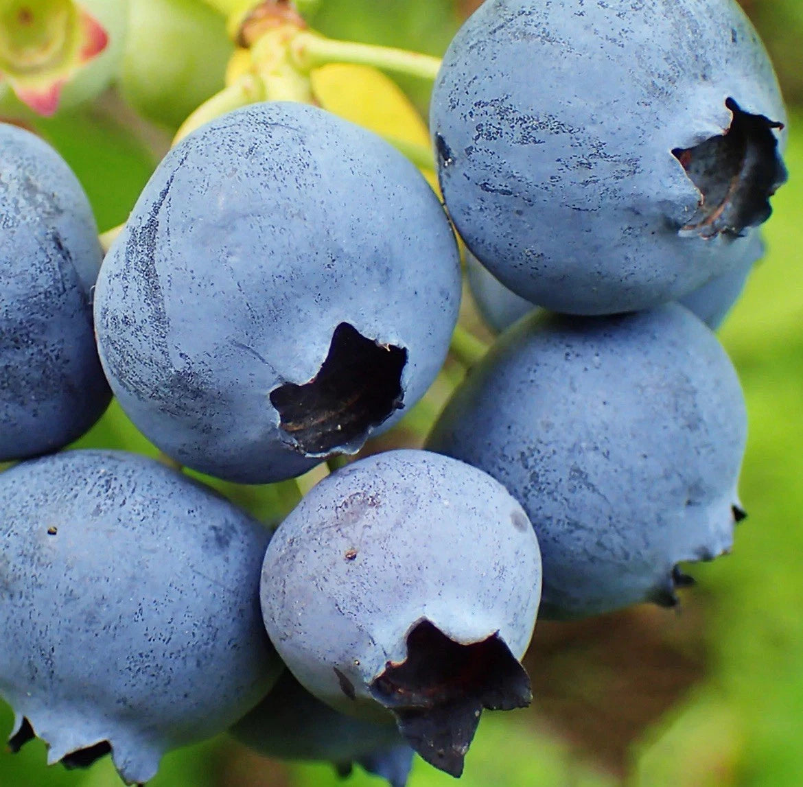 Bluegold Blueberry Plant (1L Pot) – Compact, Heavy-Cropping Variety