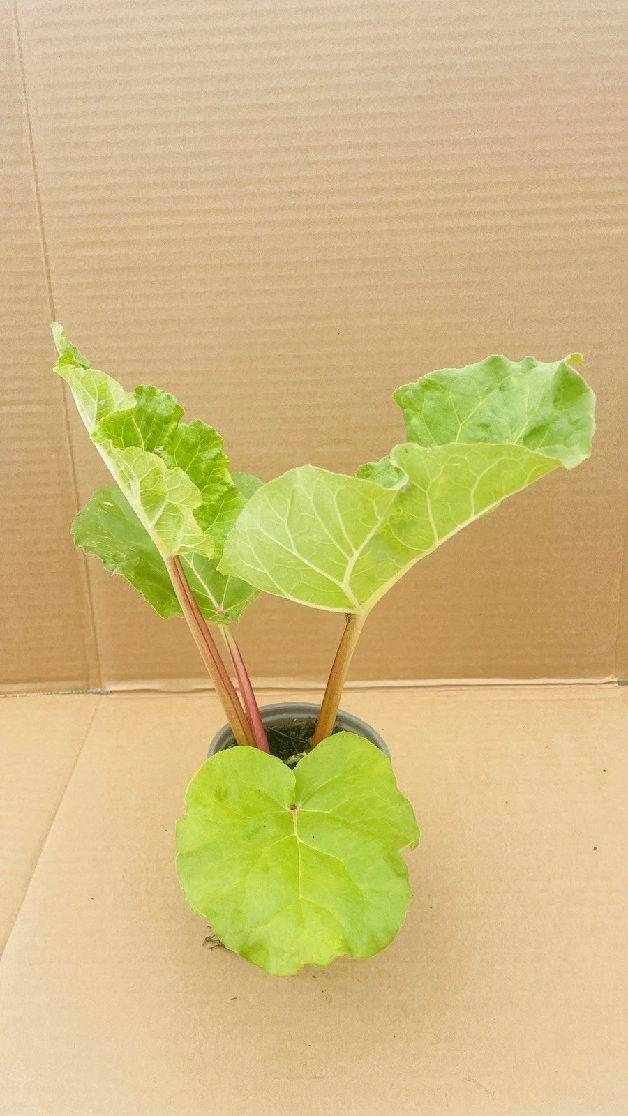 2 x Rhubarb Victoria - 9cm pot - Ready to plant