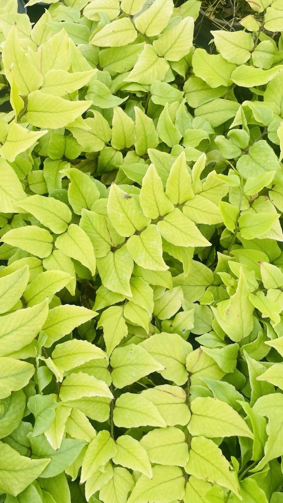 2 x Fortune's Fern Cyrtomium Fortunei Hardy Outdoor Ferns Jungle Plant In 9cm Pot