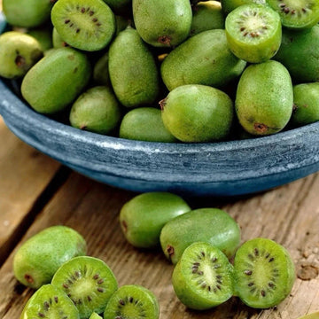 2 Pack Kiwi ‘Issai’ Plant – Bite-Sized Climbing Kiwi | Hardy Plant in 9cm Pots