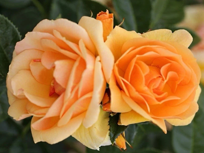 Queen Bee Rose - Amber Yellow Fragrant Blooms- Floribunda Bush Rose- 5 Litre Pot