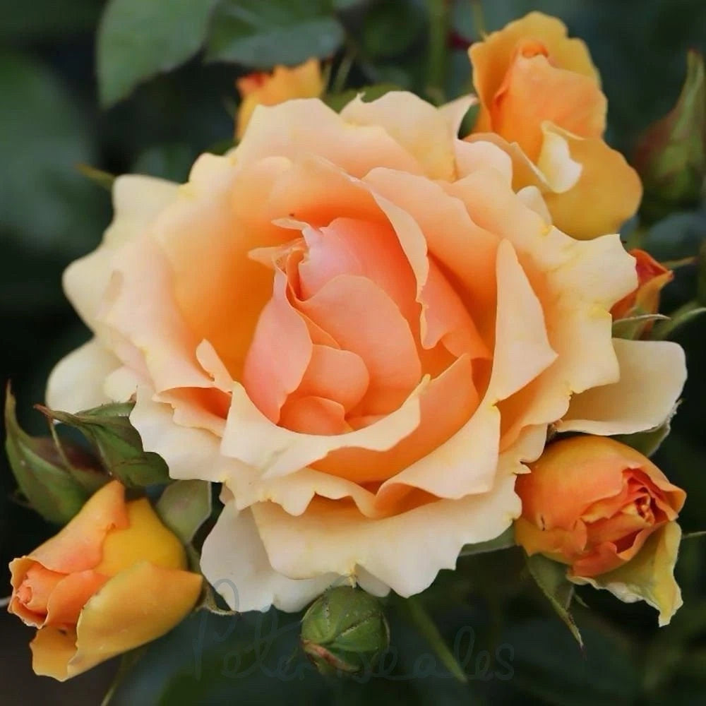 Queen Bee Rose - Amber Yellow Fragrant Blooms- Floribunda Bush Rose- 5 Litre Pot
