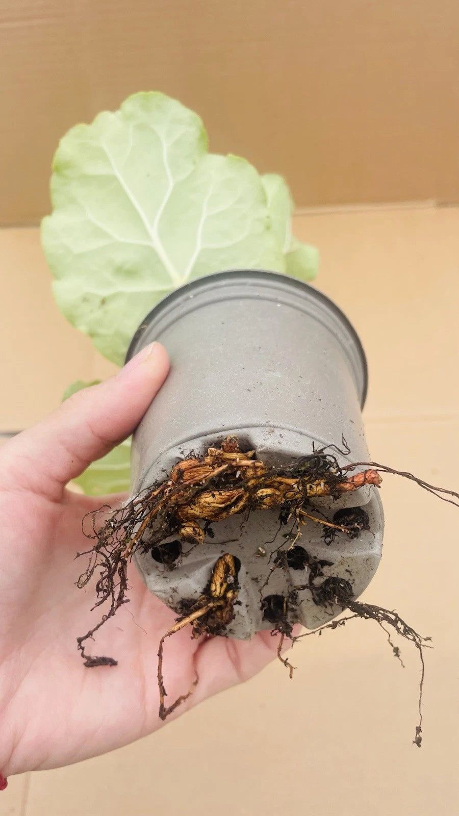 2 x Rhubarb Victoria - 9cm pot - Ready to plant