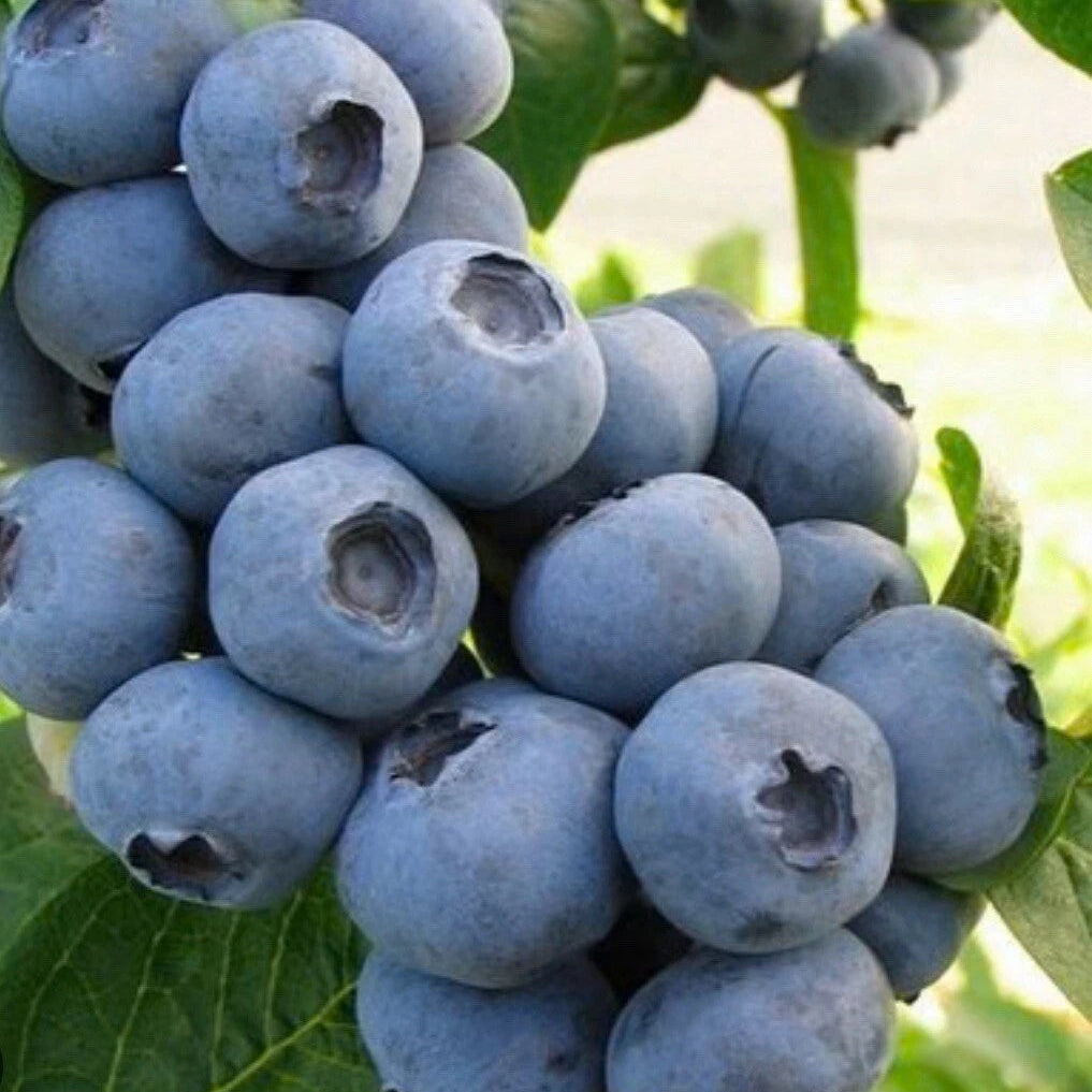 2 x Blueberry Plants 'Chandler' - Vaccinium Bushes in 9cm Pots - High Yielding