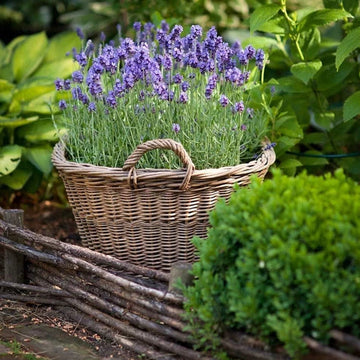 Lavender Munstead 1ltr Plants in 13cm Pot (2 Plants)