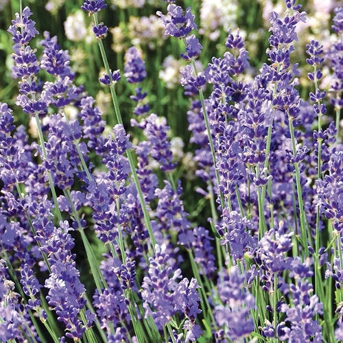 Lavender Munstead 1ltr Plants in 13cm Pot (2 Plants)
