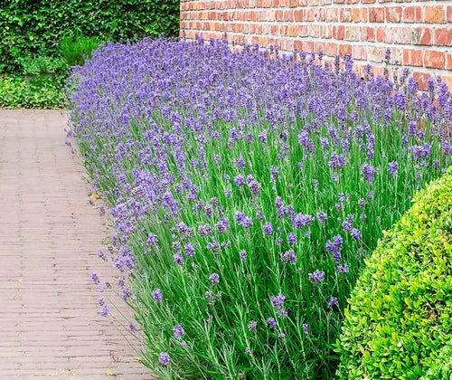Lavender Munstead 1ltr Plants in 13cm Pot (2 Plants)