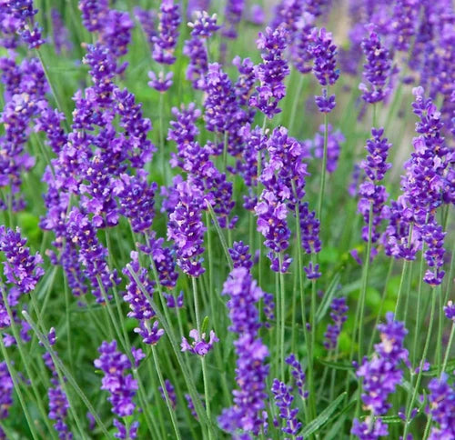 Lavender Munstead 1ltr Plants in 13cm Pot (2 Plants)