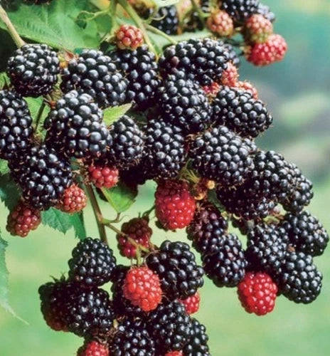 Blackberry 5 Litre Pot - 'Bertha' - Thornless, High-Yielding Giant Fruit