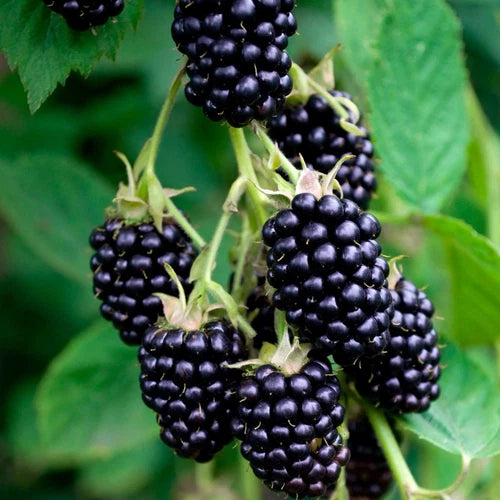 Blackberry 9cm Pot - 'Bertha' - Thornless, High-Yielding Fruit