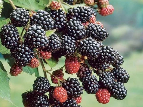 2 x Blackberry 9cm Pot - 'Navaho' - Thornless, High-Yielding Fruit