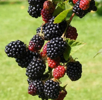 2 x Blackberry 9cm Pot - 'Navaho' - Thornless, High-Yielding Fruit