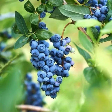 10 x Blueberry Bush Bluecrop Plug Plants | Hardy Fruit Plants For Garden & Patio