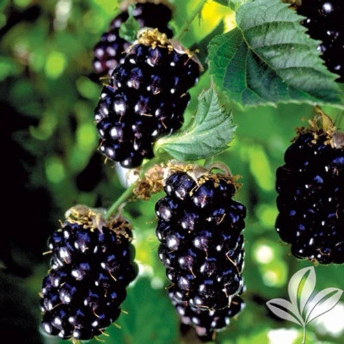 Blackberry Navaho | Thornless Perennial Garden Patio Fruit Plant in 5 Litre Pot