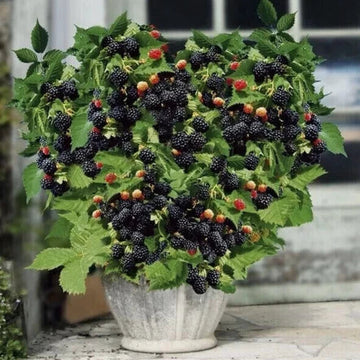 Pack Of 2 x 9 Cm Dwarf Blackberry Little Black Prince´- UK Grown