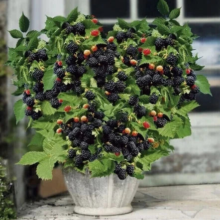 Pack Of 2 x 9 Cm Dwarf Blackberry Little Black Prince´- UK Grown