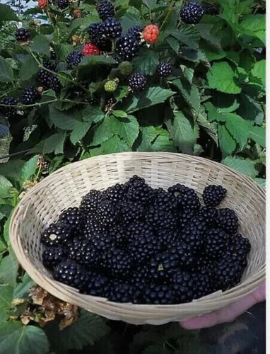 Pack Of 2 x 9 Cm Dwarf Blackberry Little Black Prince´- UK Grown