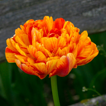 10 x Sun Lover Tulip Bulbs – Fiery Orange Double Flowers
