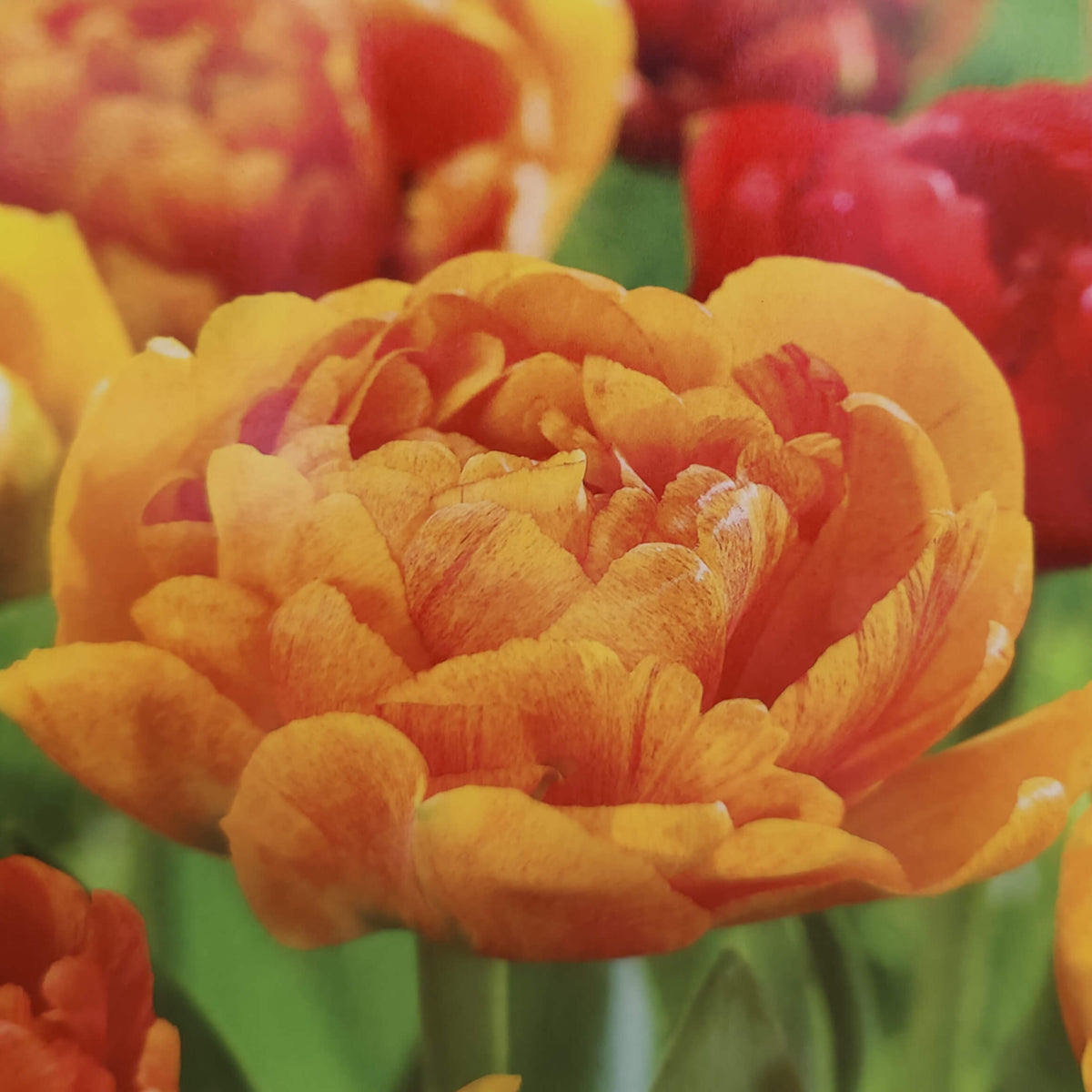 10 x Sun Lover Tulip Bulbs – Fiery Orange Double Flowers