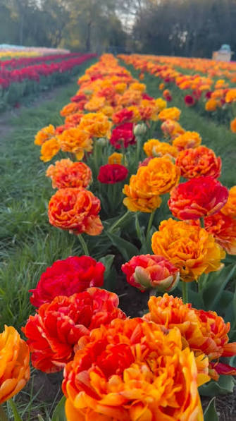 10 x Sun Lover Tulip Bulbs – Fiery Orange Double Flowers