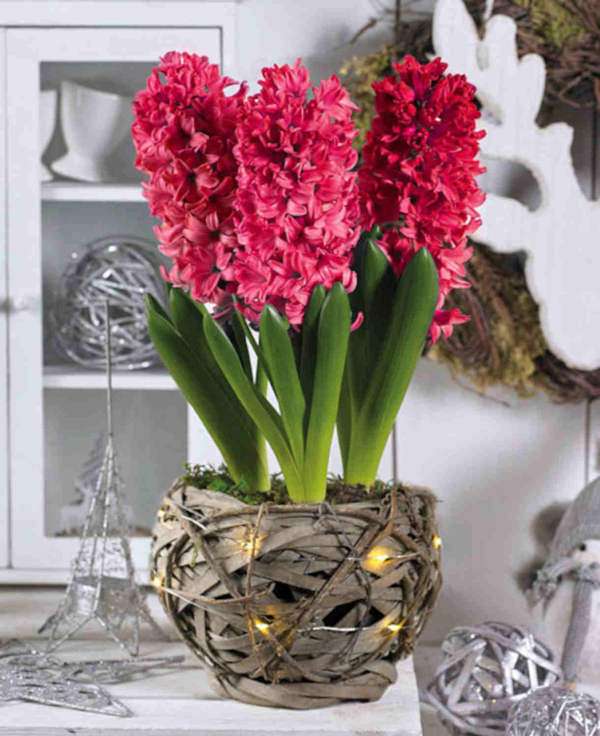 5 x Jan Bos Prepared Hyacinth Bulbs – Fragrant Pink Indoor Flowers