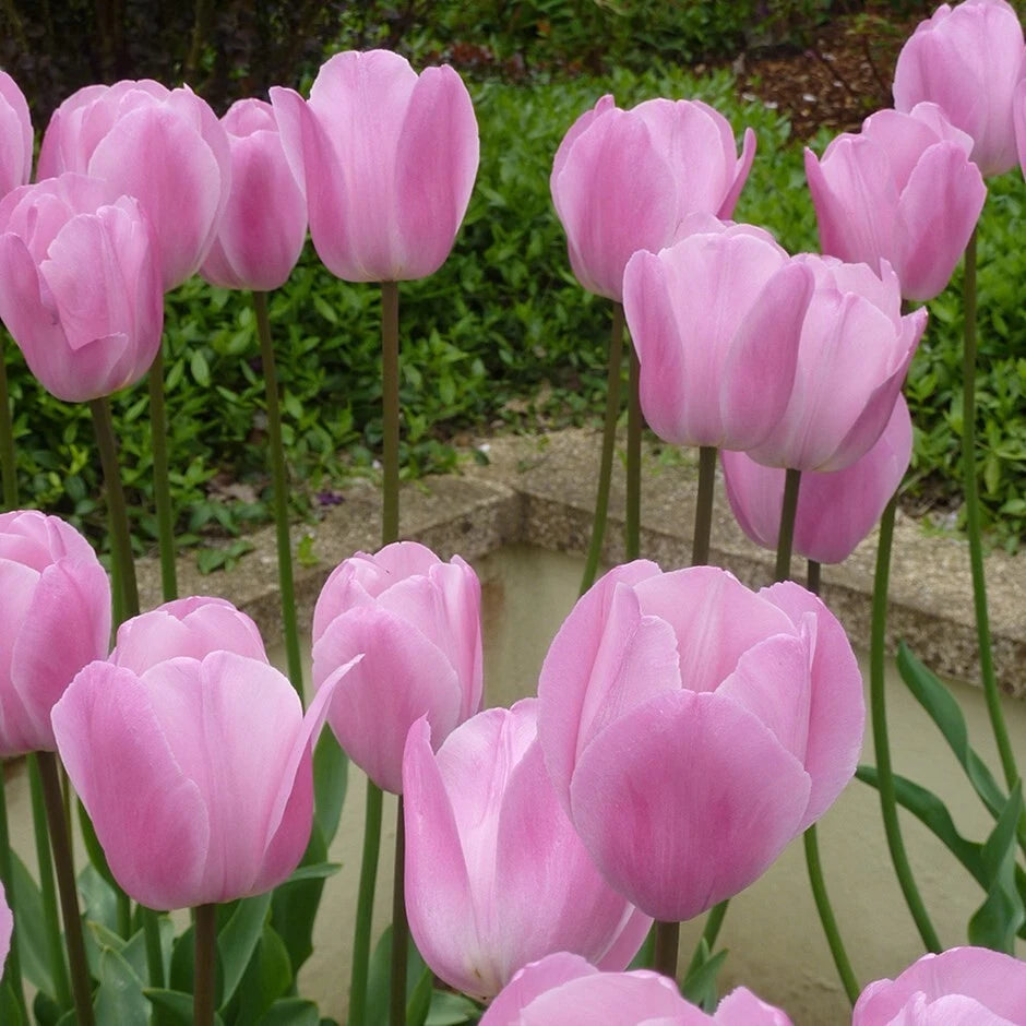 10 x Elegant Pink Diamond Tulip Bulbs – Soft Pink Double Flowers