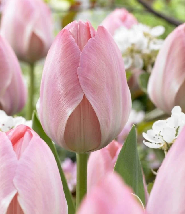 10 x Van Eijk Tulip Bulbs – Coral Pink Spring Flowers