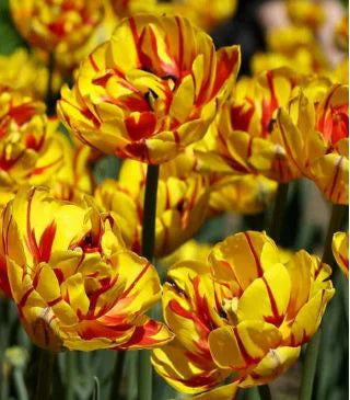 10 x Golden Nizza Double Tulip Bulbs – Golden Yellow Peony Flowered