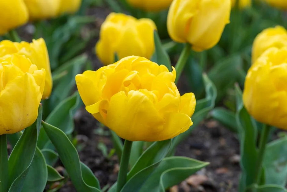 10 x Yellow Baby Double Tulip Bulbs – Bright Yellow Flowers
