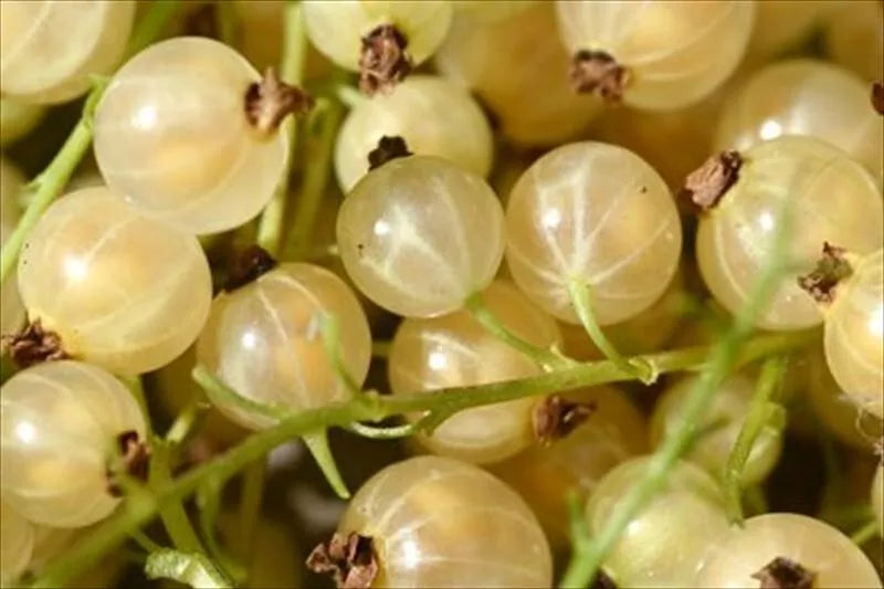 Whitecurrant Ribes White Versailles | Deciduous Fruit Plant | 2L Pot