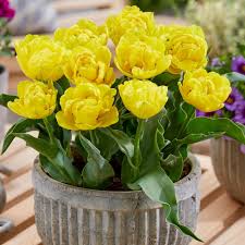 10 x Yellow Baby Double Tulip Bulbs – Bright Yellow Flowers
